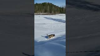 Husky Trying to Navigate Through a Frozen River