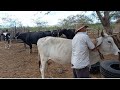 CHOVEU E ZÉ REIS COLOCANDO CHUCALHO NO GADO PARA SOLTAR NO MATO. SITIO BAE. SOLEDADE,PB NO CARIRI.