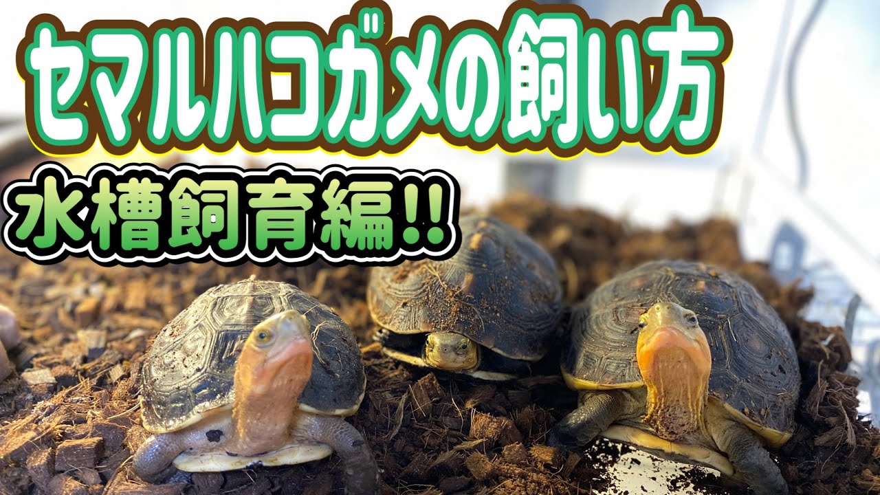 How to Raise a Yellow-spotted Box Turtle! ☆Aquarium Keeping