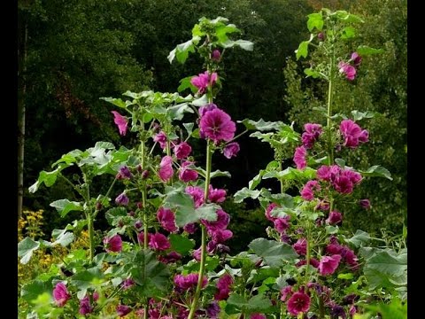 Video: Plantar Y Cuidar La Malva (22 Fotos): ¿cómo Cultivar Flores En Campo Abierto? ¿Cómo Trasplantarlo A Otro Lugar En Verano?