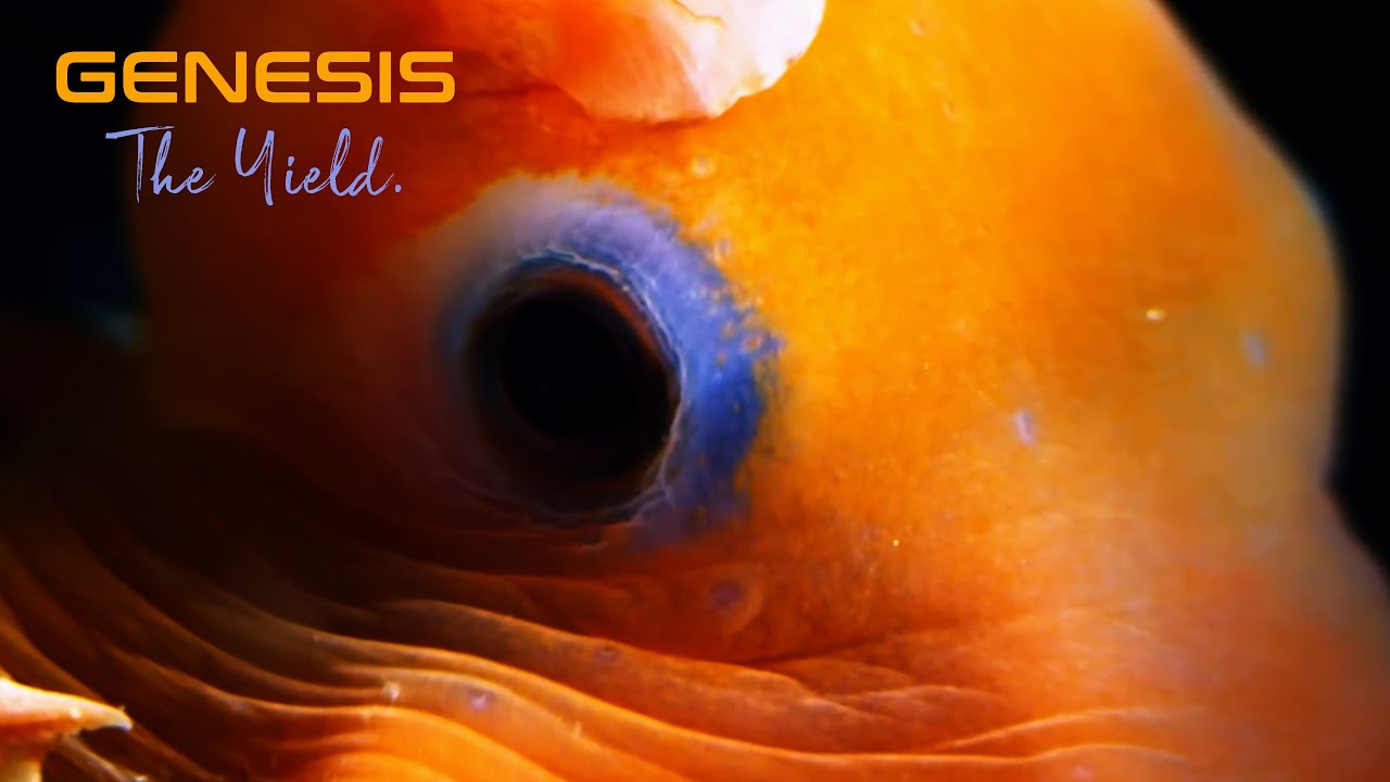 Genesis - The Yield. (official music video)