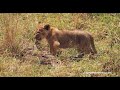 Switching between meat and milk. How little but cute lion cubs feed themselves.