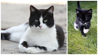 The Beauty of Black and White Cats (Tuxedo Cats)
