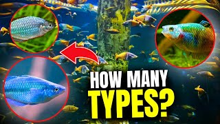 Here Are The Top 15 Types of Rainbow Fish