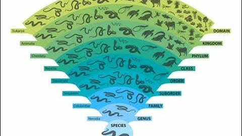 Systematic classification of Life we learn in this vedio. #subscribe #video
