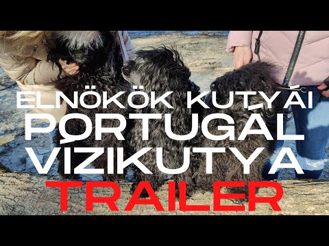 Videó: A portugál vízi kutya hipoallergén?