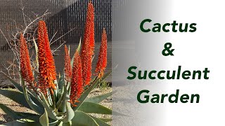 : My Dry Garden in Late Winter - Cactus & Succulents are Waking Up!