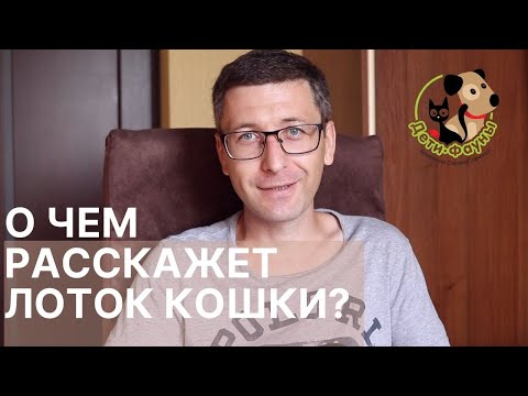 Видео: Что вызывает кровь в стуле кошек?