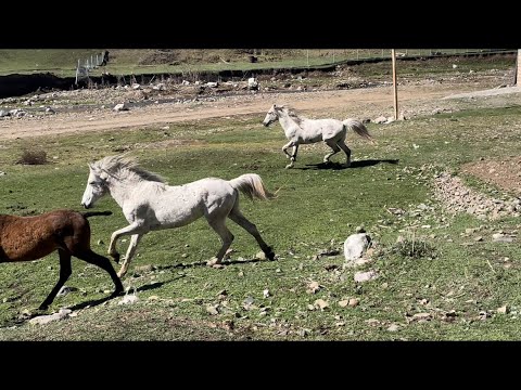 Daylaqlar arası yarış 1600 metr 1 \