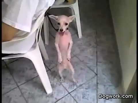 Dog Can Dance Salsa