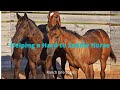 Helping a Hard to Saddle Horse, Horsemanship and Philosophy