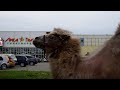 В Кинешме на обочине дороги пасётся верблюд