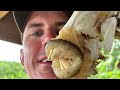 Parrot Fish and Lobster on a Remote Island in the Pacific (Catch Clean &amp; Cook)