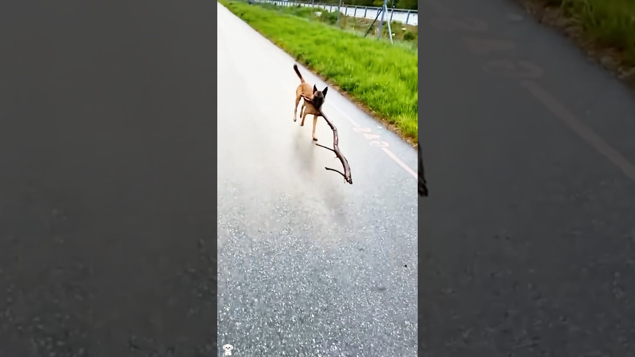 Dogs and their sticks 🤣🤣🤣 