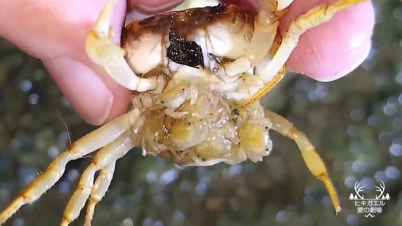 生物細密画「サワガニの子育て」 サワガニの子育て 雨の日に… - YouTube