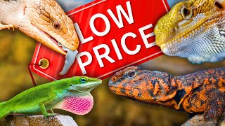 7 CHEAP Lizards Perfect for BEGINNERS