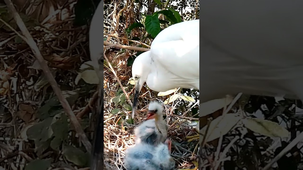 Graceful Guardian Great Egret Feeding Her Precious Chicks3