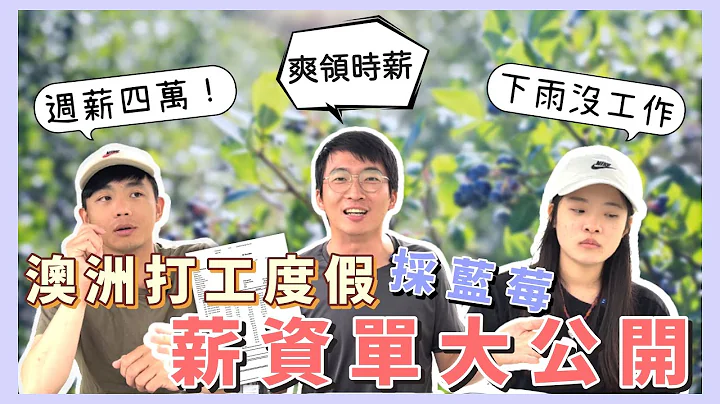 澳洲打工薪資單公開！一週可以破十萬？【小馬說】訪談ＱＡ｜澳洲採藍莓｜薪資收入｜打工度假 2023 - 天天要聞