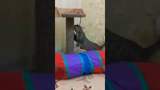 Страсти кота 🐈 Cat's passion #cat #catlovers #pets