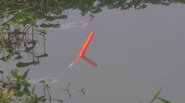 Câu Trúng Cá Rô Đồng Khủng Kéo Lết Phao Dưới Lùm Rau Muống Hoang