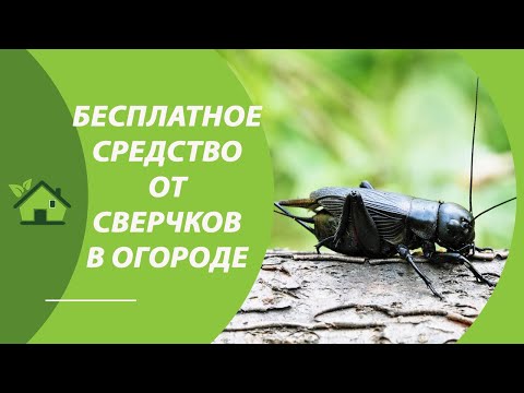 СВЕРЧОК + ОГОРОД = ВРЕД / Как ИЗБАВИТЬСЯ от сверчков на огороде, в теплице, в мульче