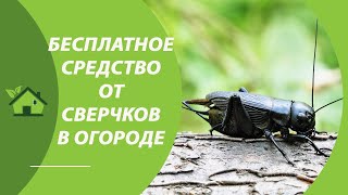 СВЕРЧОК + ОГОРОД = ВРЕД / Как ИЗБАВИТЬСЯ от сверчков на огороде, в теплице, в мульче