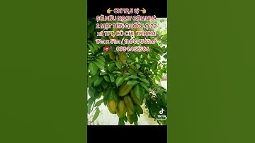 BÁN NHÀ MẶT TIỀN QUỐC LỘ 22 CỦ CHI, GIÁ RẺ CHƯA TỪNG CÓ: 12,5 tỷ / 17x51m /thổ cư 363m² ☎️0934456786