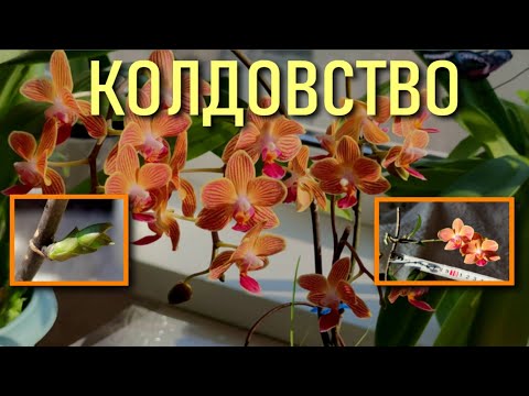 Видео: Коя клетка образува издатини, наречени дръжки?