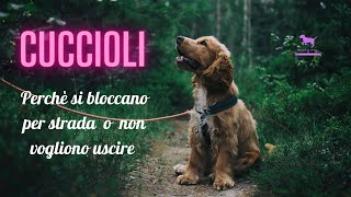 Perchè il cucciolo si blocca al guinzaglio e non vuole uscire da casa