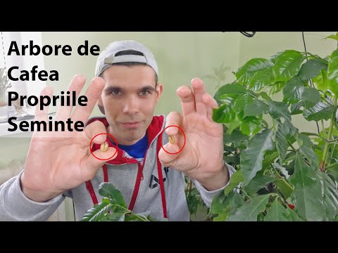 Plantez Arbore de cafea din propriile seminte