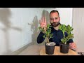 Results of growing season - Crassula Ovata Jade