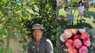 Picking pea eggplant & pomegranate #282