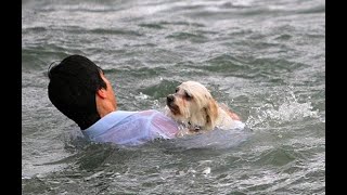 Most Inspiring Dog Rescue Videos - Animal Rescue Videos Dog Drowning Rescue Stories Owner Saves Dog