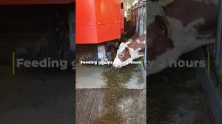 K2 Easyfeed Veitastrond En
