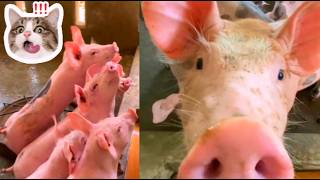 pigs eating food so happy