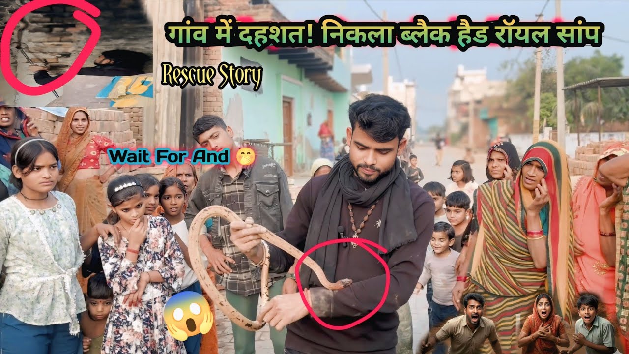 गांव में दहशत: निकला ब्लैक हैड रॉयल सांप! #snake #shorts
