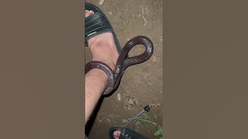 Rắn quấn vào chân #giangkhongngu #snake #tintuc #venomouscreatures #nest #animals