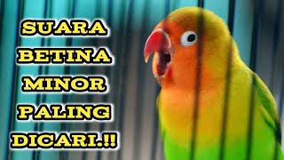 Terbaik..!! Masteran Lovebird Betina Konslet Suara Minor Kering Paling DICARI