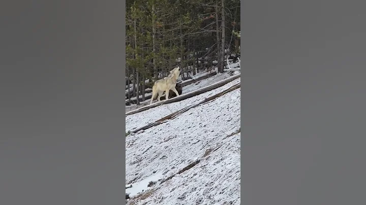 Yellowstone Wolves...an unforgettable encounter... - DayDayNews