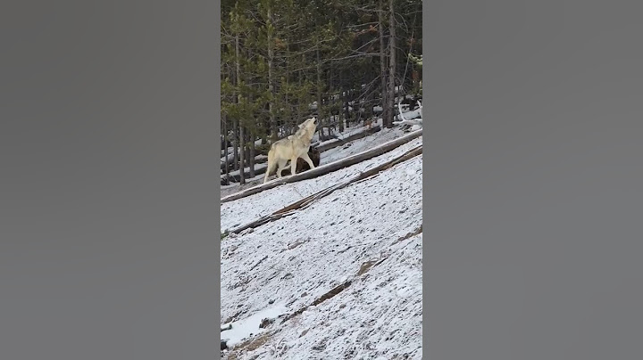 Yellowstone Wolves...an unforgettable encounter...