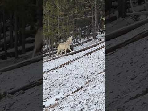 Yellowstone Wolves...an unforgettable encounter...