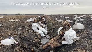 Tundra Swan Hunting in North Carolina. First time with a permit. What a blast.