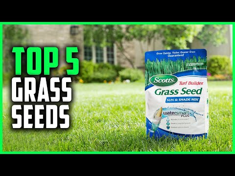 Best Grass Seeds 2021 | Top 5 Grass Seeds