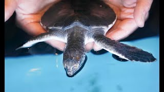 元気に泳ぐアオウミガメの赤ちゃん