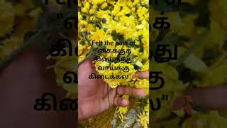 Ada pondango**a...trips"🐛"vela kamcherchu guys😮💨 #agriculture #flowers #thrips #tamil #samanthi