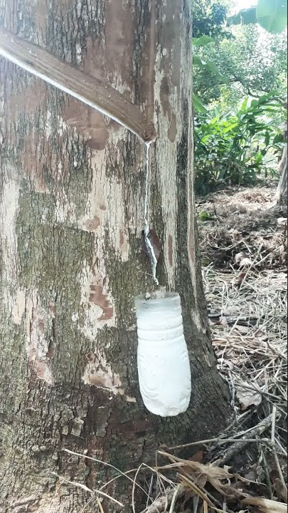 cara sadap pohon karet skil dewa super cepat