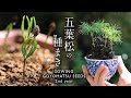 2 bonsai diary  827   pine sowing seeds eos r5