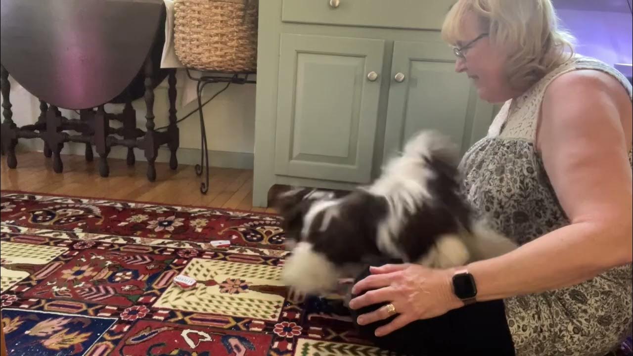 Lili ‘s First Scent Discrimination Lesson 10/4/23 YouTube