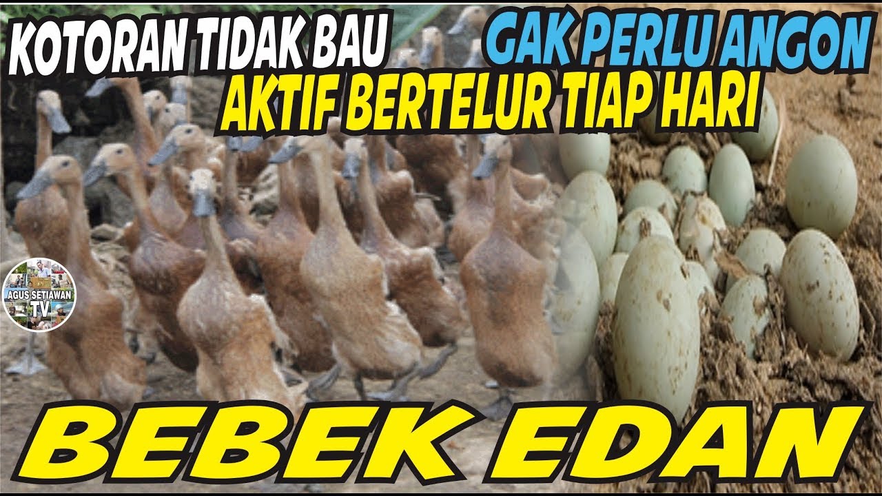 Cara SuksesTernak Bebek Petelur - Cara Beternak Bebek Petelur Tanpa Air