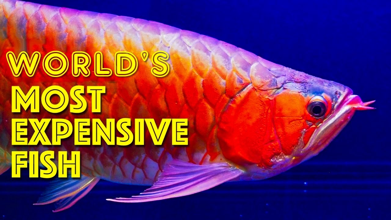 petco hours Most expensive fish in the world aquarium